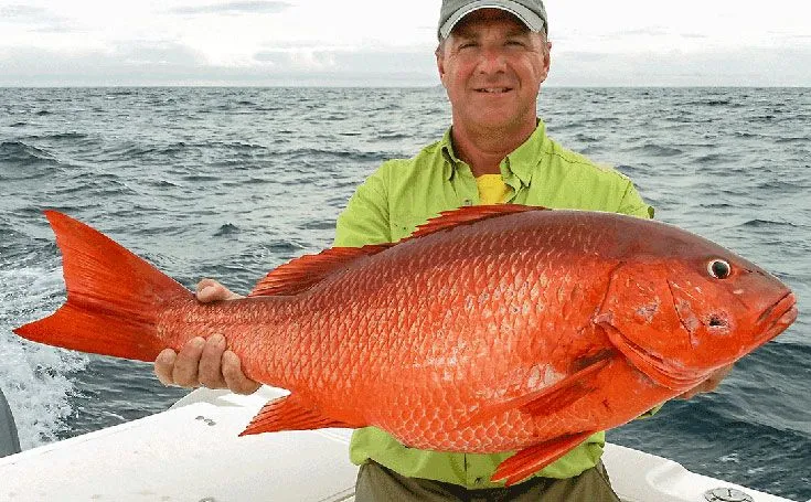 Dourada (Pargo)