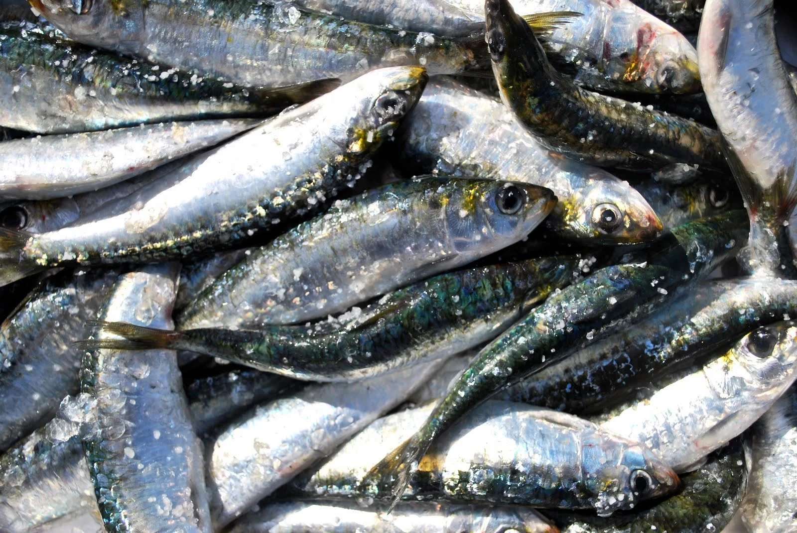 Sardinha
