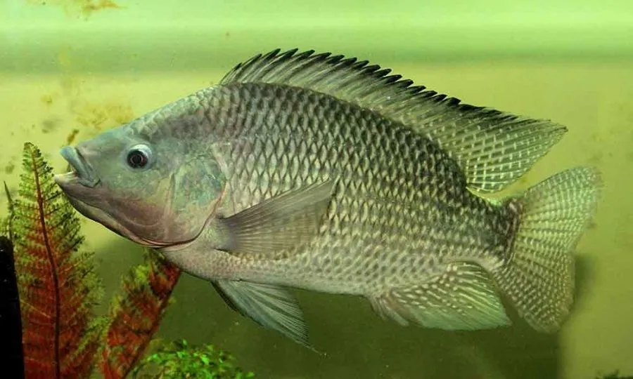 Tilápia